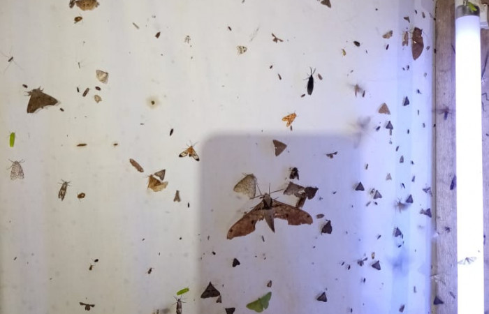 Figura 19. Manta con luces para atraer adultos de diferentes especies de Lepidoptera.  Foto, Harry Ramírez.