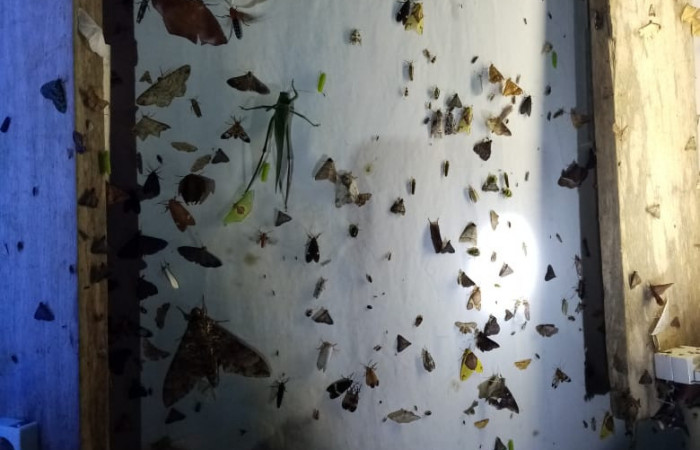 Figura 21. Manta con luces para atraer adultos de diferentes especies de Lepidoptera.  Foto, Harry Ramírez.