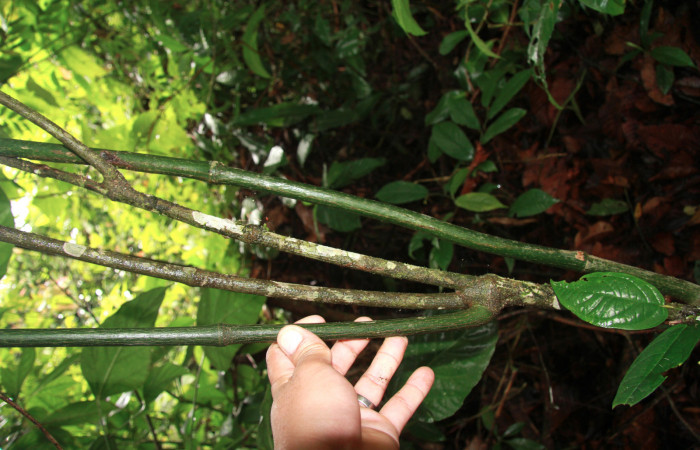 Figura 23. <i>Piper sancti-felicis</i></i> una de las plantas donde se alimenta la larva <i>Oxydia vesulia</i></i> familia (Geometridae). Foto, Pablo Umaña. 