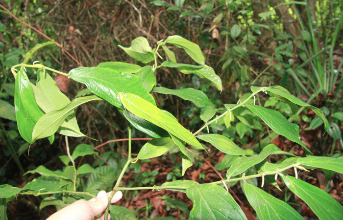 Figura 24. <i>Piper sancti-felicis</i></i> una de las plantas donde se alimenta la larva <i>Oxydia vesulia</i></i> familia (Geometridae). foto Pablo Umaña. 