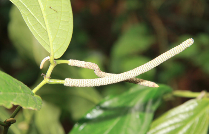 Figura 25. <i>Piper sancti-felicis</i></i> una de las plantas donde se alimenta la larva <i>Oxydia vesulia</i></i> familia (Geometridae). foto, Pablo Umaña. 
