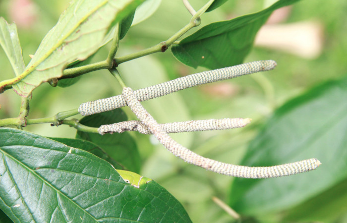 Figura 25. <i>Piper sancti-felicis</i></i> una de las plantas donde se alimenta la larva <i>Oxydia vesulia</i></i> familia (Geometridae), Foto, Pablo Umaña. 