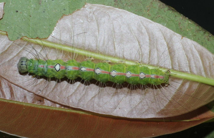  Larva en posición dorsal de <i>Iscadia purpurascens</i></i> (Nolidae), U estadio. Sector San Cristóbal, Sendero Huerta. Voucher 16-SRNP-365-DHJ704065.jpg.