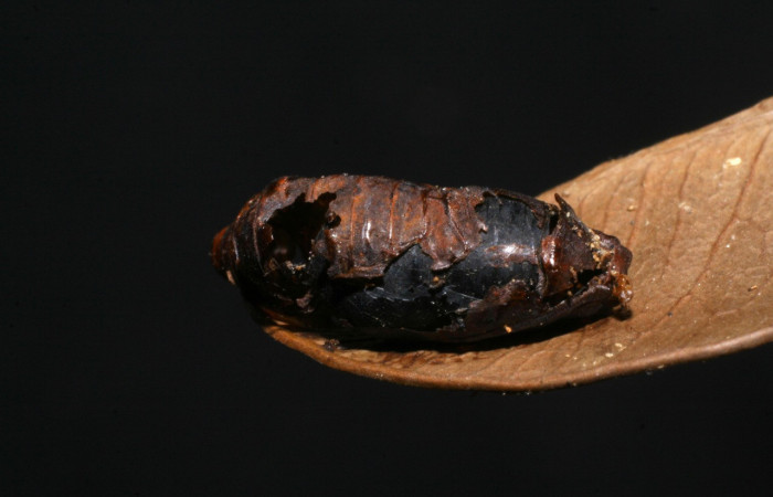  Pupa en posición dorsal de <i>Iscadia purpurascens</i></i> (Nolidae). Sector Santa Del Oro, Quebrada Trigal. Voucher 06-SRNP-20280-DHJ447687.jpg.