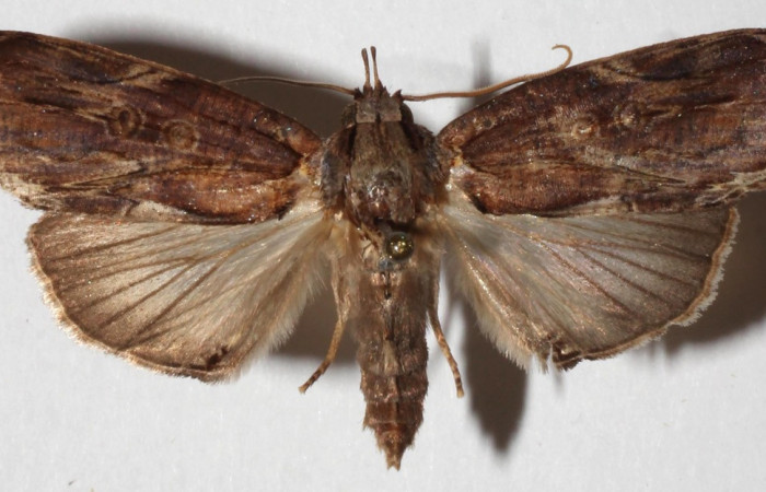  Adulto en posición dorsal de <i>Iscadia purpurascens</i></i> (Nolidae).  Sector Del Oro, Sendero Quebrada Raíz. Voucher 17-SRNP-21215-DHJ936832.