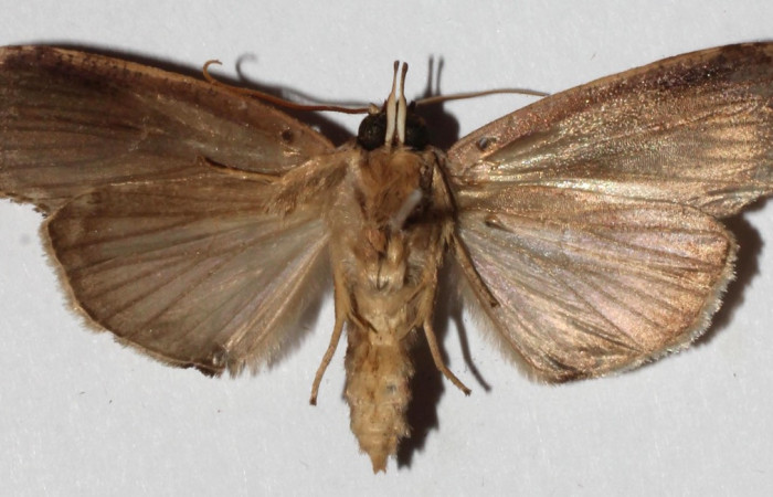  Adulto en posición ventral de <i>Iscadia purpurascens</i></i> (Nolidae).  Sector Del Oro, Sendero Quebrada Raíz. Voucher 17-SRNP-21215-DHJ936833.