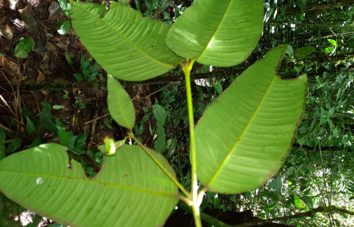  Haz de hoja <i>Garcinia intermedia</i></i> (Clusiaceae), planta hospedera de <i>Iscadia purpurascens</i></i> (Nolidae). Sector San Cristóbal,Sendero Corredor. Foto, Elda Araya. 28 Mayo 2021.
