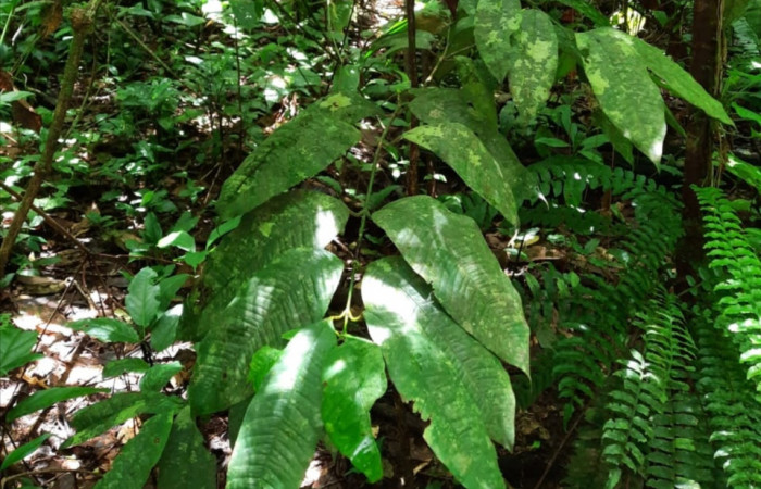  Planta juvenil de <i>Garcinia intermedia</i></i> (Clusiaceae), planta hospedera de <i>Iscadia purpurascens</i></i> (Nolidae). Sector San Cristóbal,Sendero Corredor. Foto, Elda Araya. 28 Mayo 2021.
