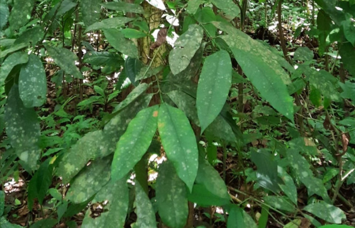  Planta juvenil de <i>Garcinia intermedia</i></i> (Clusiaceae), planta hospedera de <i>Iscadia purpurascens</i></i> (Nolidae). Sector San Cristóbal,Sendero Corredor. Foto, Elda Araya. 28 Mayo 2021.
