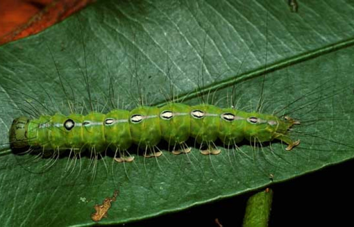  Larva en posición dorsal de <i>Iscadia purpurascens</i></i> (Nolidae), U estadio. Sector El Hacha, Finca Araya. Voucher 02-SRNP-29982-DHJ71022.jpg.