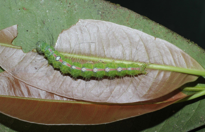  Larva en posición dorsal de <i>Iscadia purpurascens</i></i> (Nolidae), U estadio. Sector San Cristóbal, Sendero Huerta. Voucher 16-SRNP-365-DHJ704066.jpg.
