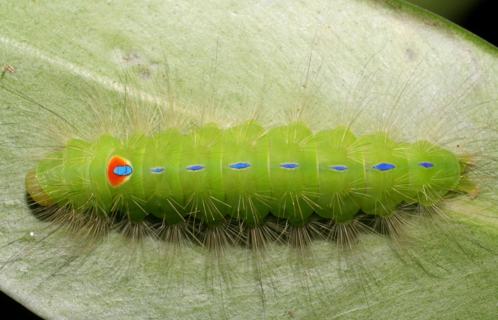  Larva en posición dorsal de <i>Iscadia</i></i> furciferaDHJ02 (Nolidae), U estadio. Sector Rincon Rain Forest, Sendero Llano. Voucher 07-SRNP-42022-DHJ427701.jpg.