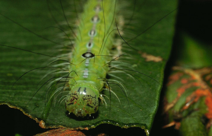  Cabeza en posición frontal de <i>Iscadia purpurascens</i></i> (Nolidae), U estadio. Sector El Hacha, Finca Araya. Voucher 02-SRNP-29982-DHJ71039.jpg.