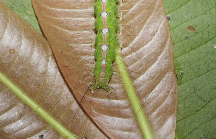  Cola en posición dorsal de <i>Iscadia purpurascens</i></i> (Nolidae), U estadio. Sector San Cristóbal, Sendero Huerta. Voucher 16-SRNP-365-DHJ704063.jpg.
