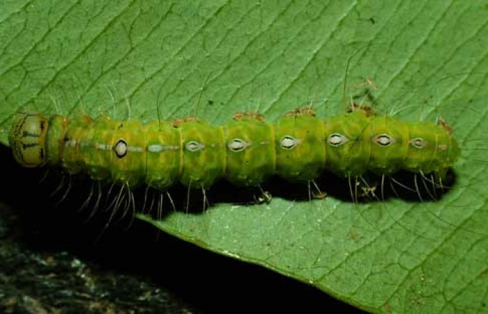  Larva en posición dorsal de <i>Iscadia purpurascens</i></i> (Nolidae), U estadio. Sector Santa María, Estación Santa María. Voucher 95-SRNP-8761-DHJ25908.jpg.