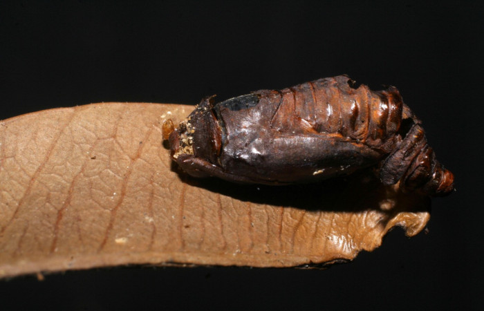  Pupa en posición lateral de <i>Iscadia purpurascens</i></i> (Nolidae). Sector Santa Del Oro, Quebrada Trigal. Voucher 06-SRNP-20280-DHJ447685.jpg.