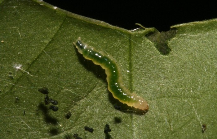 Figura 10. Dorsal entero <i>Herpetogramma</i></i> solois11DHJ01 (Crambidae), alimentándose en Lycianthes sanctaeclarae (Solanaceae). (12-SRNP-41248-DHJ489474.jpg).