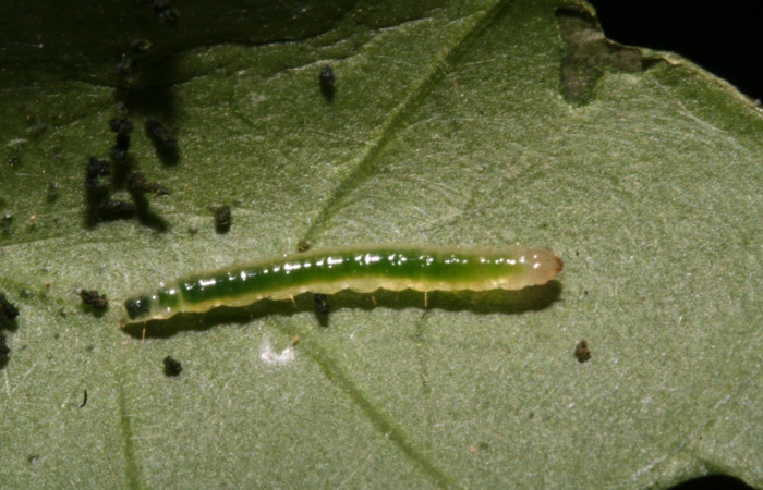 Figura 11. Lateral entero <i>Herpetogramma</i></i> solois11DHJ01 (Crambidae), alimentándose en Lycianthes sanctaeclarae (Solanaceae). (12-SRNP-41248-DHJ489478.jpg).