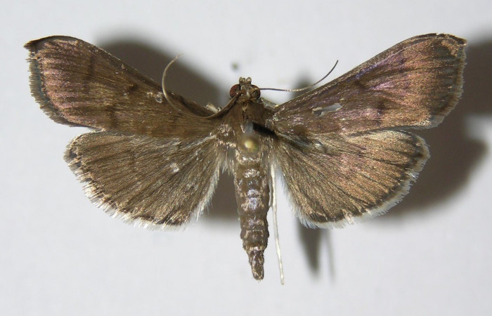 Figura 12. Adulto <i>Herpetogramma</i></i> solois11DHJ01 (Crambidae). (04-SRNP-26208-DHJ332968).