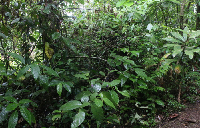 Figura. 1 Habitat <i>Lycianthes sanctaeclarae</i></i> (Solanaceae). Area de Conservación Guanacaste, Sector Rincón Rain Forest, Cafecito, Estación Leiva (elevación 455 metros). Foto, Jorge Hernández. Colectada el 26 mayo 2021.