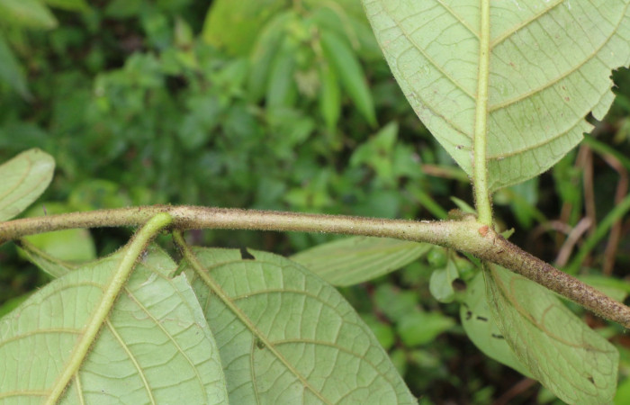 Figura. 2 Hojas simples alternas  <i>Lycianthes sanctaeclarae</i></i> (Solanaceae). Area de Conservación Guanacaste, Sector Rincón Rain Forest, Cafecito, Estación Leiva (elevación 455 metros). Foto, Jorge Hernández. Colectada el 26 mayo 2021.