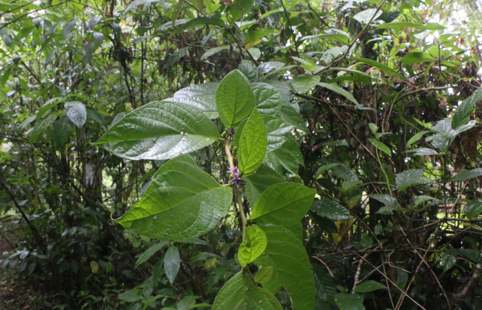 Figura. 3 Posición hojas <i>Lycianthes sanctaeclarae</i></i> (Solanaceae). Area de Conservación Guanacaste, Sector Rincón Rain Forest, Cafecito, Estación Leiva (elevación 455 metros). Foto, Jorge Hernández. Colectada el 26 mayo 2021.