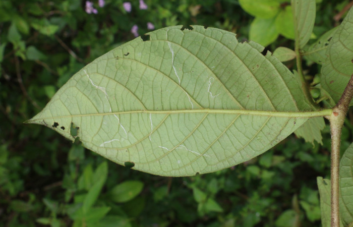 Figura. 4 Hojas envés <i>Lycianthes sanctaeclarae</i></i>, (Solanaceae). Area de Conservación Guanacaste, Sector Rincón Rain Forest, Cafecito, Estación Leiva (elevación 455 metros). Foto, Jorge Hernández. Colectada el 26 mayo 2021.