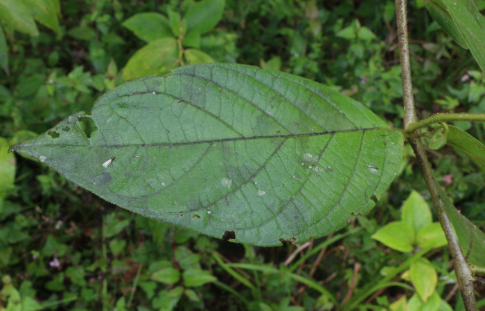 Figura. 5 Hojas haz <i>Lycianthes sanctaeclarae</i></i> (Solanaceae). Area de Conservación Guanacaste, Sector Rincón Rain Forest, Cafecito, Estación Leiva (elevación 455 metros). Foto, Jorge Hernández. Colectada el 26 mayo 2021