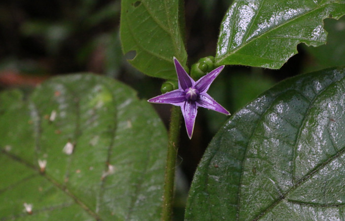 Figura. 7 Flor de frente  <i>Lycianthes sanctaeclarae</i></i> (Solanaceae). Area de Conservación Guanacaste, Sector Rincón Rain Forest, Cafecito, Estación Leiva (elevación 455 metros). Foto, Jorge Hernandez. Colectada el 26 mayo 2021.