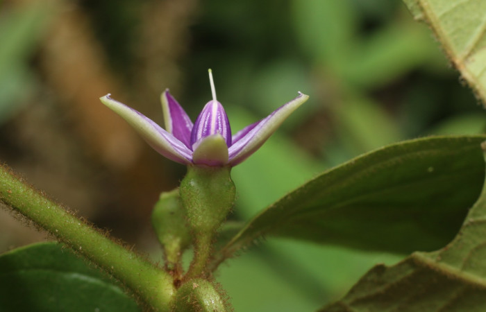 Figura. 8 Flor lateral  <i>Lycianthes sanctaeclarae</i></i>, (Solanaceae). Area de Conservación Guanacaste, Sector Rincón Rain Forest, Cafecito, Estación Leiva (elevación 455 metros). Foto, Jorge Hernández. Colectada el 26 mayo 2021.