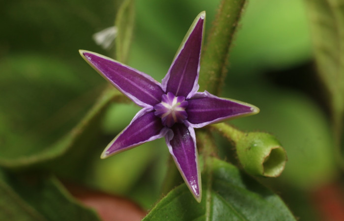 Figura. 9 Flor de frente  <i>Lycianthes sanctaeclarae</i></i> (Solanaceae). Area de Conservación Guanacaste, Sector Rincón Rain Forest, Cafecito, Estación Leiva (elevación 455 metros). Foto, Jorge Hernández. colectada el 26 mayo 2021.