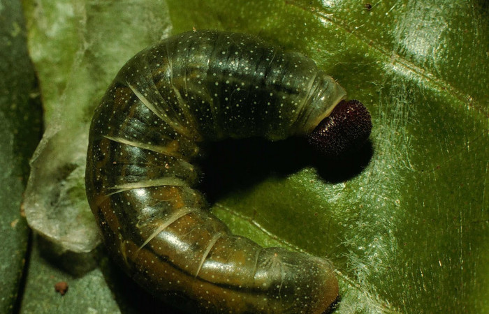 Fig.10 Larva <i>Arteurotia tractipennis</i></i>, mostrando la parte dorsal entero.Voucher: 98-SRNP-4435-DHJ45207.jpg.
