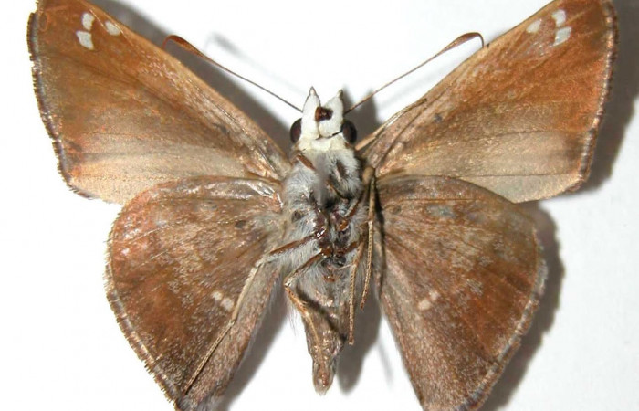 Fig.4 Adulto <i>Arteurotia tractipennis</i></i>, mostrando la parte ventral.Voucher: 95-SRNP-11460-DHJ38019.