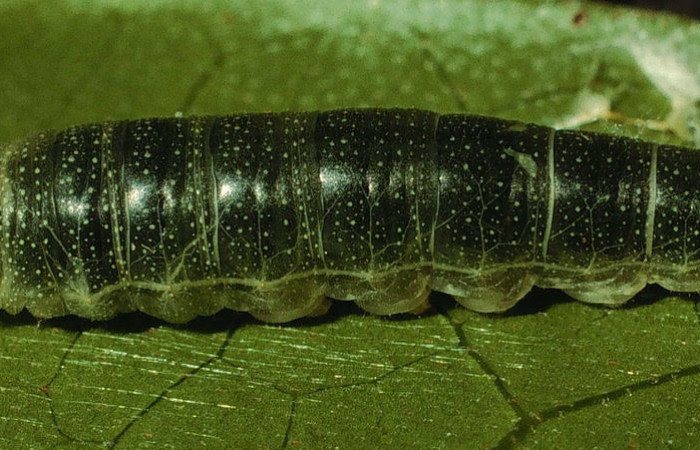 Fig.9 Larva <i>Arteurotia tractipennis</i></i>, mostrando la parte dorsal entero.Voucher: 95-SRNP-190-DHJ21424.jpg.