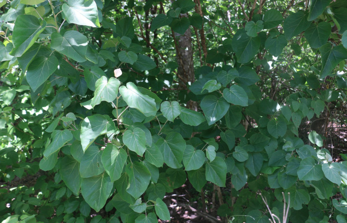 Fig.11 Planta <i>Croton niveus</i></i> (Euphorbiaceae), hospedera de la larva <i> Arteurotia tractipennis,</i></i>, (Hesperiidae), Sector Pailas Río Culantro. Foto Elieth Cantillano 01 Junio 2021.
