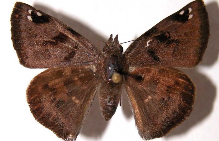 Fig.1 Adulto <i>Arteurotia tractipennis</i></i>, mostrando la parte dorsal.Voucher: 00-SRNP-2258-DHJ90444.