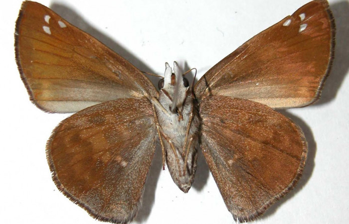 Fig.2 Adulto <i>Arteurotia tractipennis</i></i>, mostrando la parte ventral.Voucher: 00-SRNP-2258-DHJ90445.