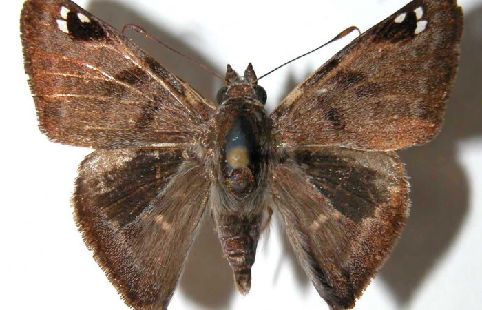 Fig.3 Adulto <i>Arteurotia tractipennis</i></i>, mostrando la parte dorsal.Voucher: 95-SRNP-11460-DHJ38018.