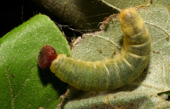 Fig.5 Larva <i>Arteurotia tractipennis</i></i>, mostrando la parte dorsal.Voucher: 06-SRNP-57518-DHJ417754.jpg.