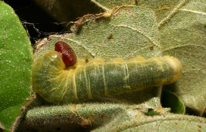 Fig.6 Larva <i>Arteurotia tractipennis</i></i>, mostrando la parte dorsal entero.Voucher: 06-SRNP-57518-DHJ417755.jpg.