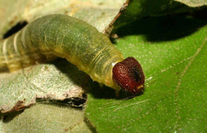 Fig.7 Larva <i>Arteurotia tractipennis</i></i>, mostrando la parte frontal cabeza.Voucher: 06-SRNP-57518-DHJ417759.jpg.
