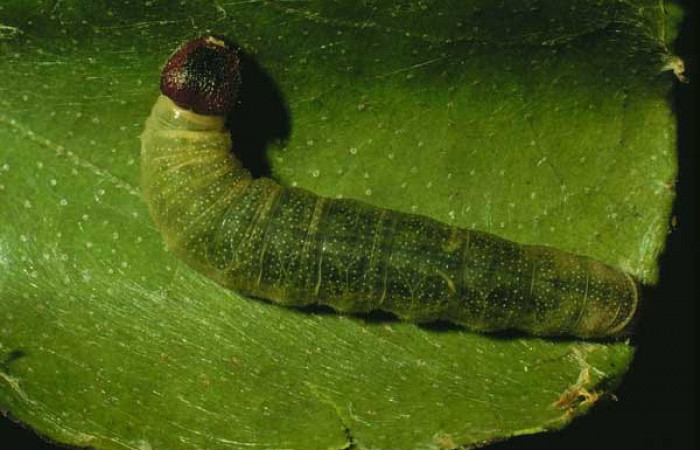 Fig.8 Larva <i>Arteurotia tractipennis</i></i>, mostrando la parte dorsal entero.Voucher: 93-SRNP-3972-DHJ26186.jpg.