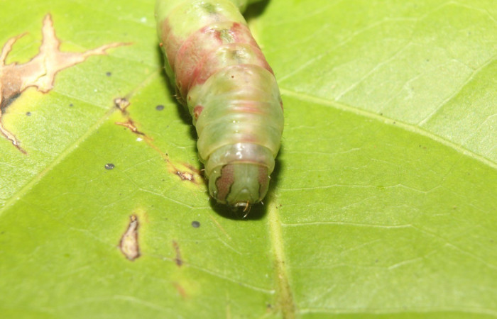 Figura 10. Prepupa posicion cabeza <i>Cecrita lama</i></i> (Notodontidae). Sector Pitilla, Pasmompa, (elevación 440 metros). Colectada 21 abril 2017. (17-SRNP-71294-DHJ737836.jpg).
