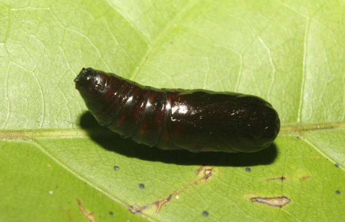 Figura 11. Pupa <i>Cecrita lama</i></i> (Notodontidae). Sector Pitilla, Pasmompa, (elevación 440 metros). Colectada 21 abril 2017. (17-SRNP-71294-DHJ737837.jpg).
