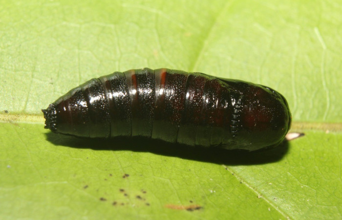 Figura 12. Pupa <i>Cecrita lama</i></i> (Notodontidae). Sector Pitilla, Pasmompa, (elevación 440 metros). Colectada 21 abril 2017. (17-SRNP-71294-DHJ737838.jpg).
