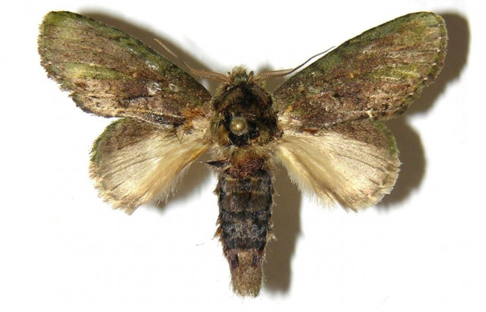 Figura 13. Adulto <i>Cecrita lama</i></i> (Notodontidae), posición vista dorsal (macho). (05-SRNP-3581-DHJ311740).