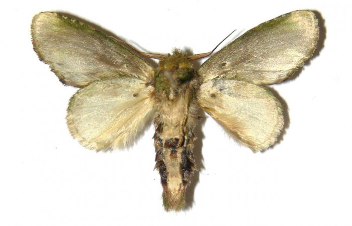 Figura 14. Adulto <i>Cecrita lama</i></i> (Notodontidae), posición vista ventral (macho). (05-SRNP-3581-DHJ311741).