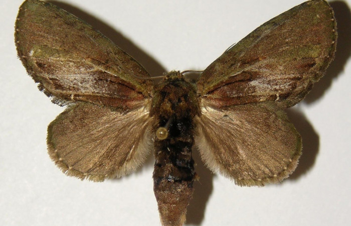 Figura 15. Adulto <i>Cecrita lama</i></i> (Notodontidae), posición vista dorsal (hembra). (01-SRNP-2230-DHJ302584).