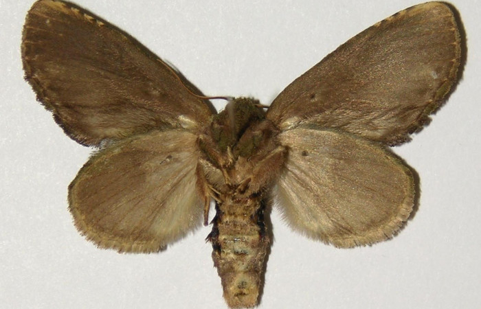 Figura 16. Adulto <i>Cecrita lama</i></i> (Notodontidae), posición vista ventral (hembra). (01-SRNP-2230-DHJ302585).