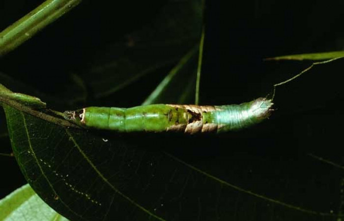 Figura 17. Dorsal entero <i>Cecrita lama</i></i> (Notodontidae). Sector San Cristóbal, Quebrada Cementerio, (elevación 700 metros). Colectada 1 noviembre 2002. (02-SRNP-130-DHJ64218.jpg).
